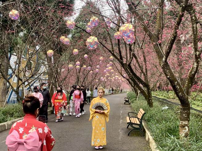 九族文化村櫻花祭，營造日式風格場景。（廖志晃攝）