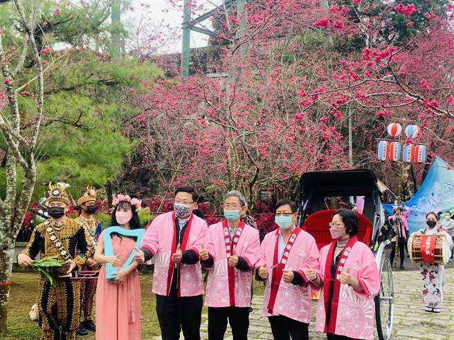 九族文化村櫻花祭登場，花期將延續到3月初。（廖志晃攝）