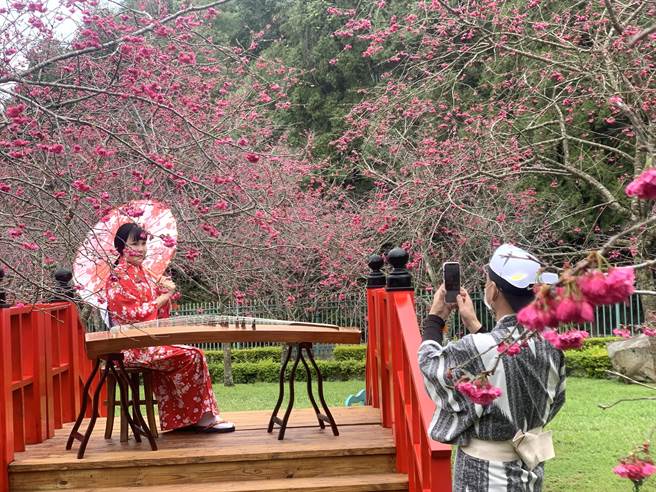 九族文化村櫻花祭登場，賞花樂事延續到3月。（廖志晃攝）