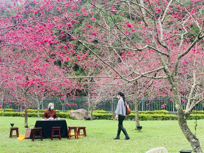 櫻花樹下品茗，別有一番趣味。（廖志晃攝）