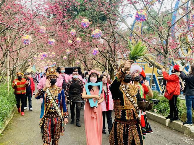 九族文化村櫻花祭8日登場，花期將延續到3月初。（廖志晃攝）
