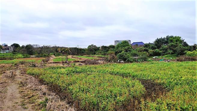 台湾陶文化协会盼望将竹南山佳遗址列为文资保护。（李京升摄）