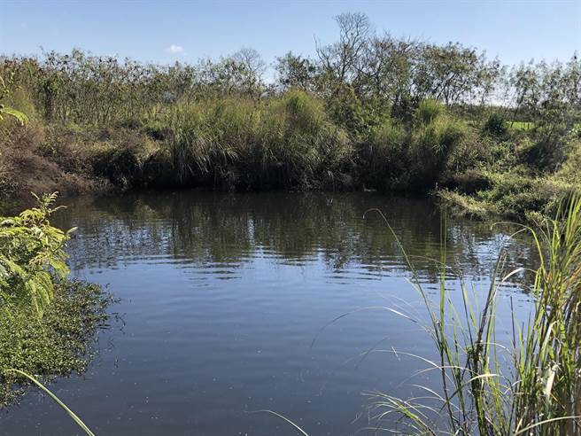 金门春节期间有4天降雨，农塘水位已有上升。（李金生摄）