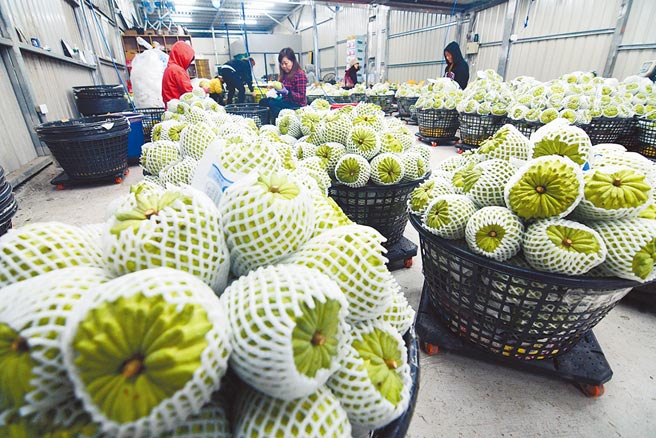 台东县凤梨释迦在过年后内销到北农市场的价格下跌，农民只能无奈採收，图为包装场工作人员忙碌状况。（庄哲权摄）