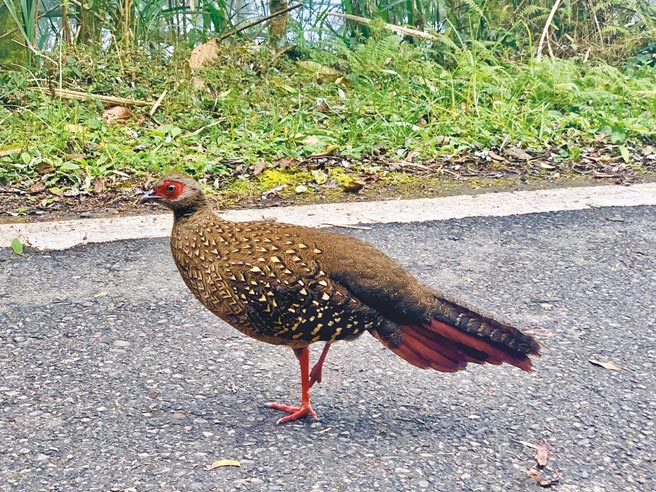 蓝腹鹇雌鸟左脚受伤，在溪头林道上金「鸡」独立。（廖志晃摄）