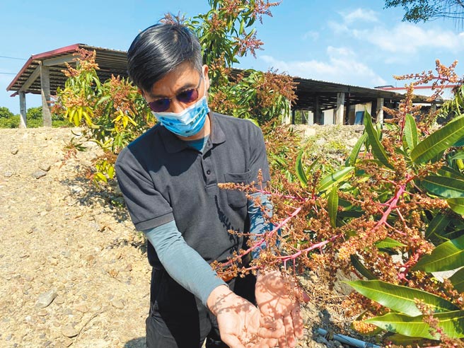 立委锺佳滨视察屏南地区芒果酥花现象。（锺佳滨提供／林和生屏东传真）