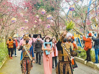 九族櫻花祭登場 公所邀樹下品紅茶