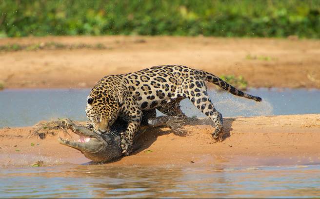 眼镜凯门鱷靠近岸边时被美洲豹盯上，经过一番搏斗后，牠最终仍不是大猫的对手。(示意图/达志影像)