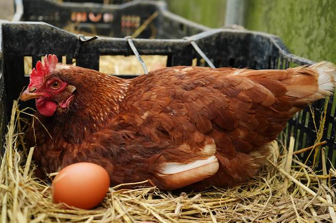 工作雞畜養約半年後可開始產蛋，八個月後會逐漸下降，產能約一年（林口區公所提供／戴上容新北傳真）