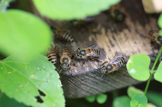 象山农场为市郊一处世外桃源，提供园艺治疗等，并实践绿色照护，让身心障碍者及一般民眾与自然连结，疗癒身心。(图／远见提供)