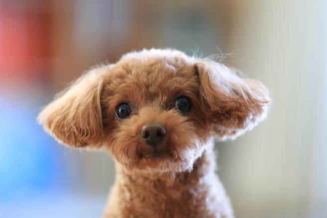 一隻貴賓狗經常與男主人大小聲，經過寵物溝通後，毛小孩的一句話讓眾人哭笑不得。(示意圖/達志影像)