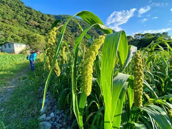 清晨漫步土坂部落，绿油油的小米田让景色更清新。(图/行遍天下)