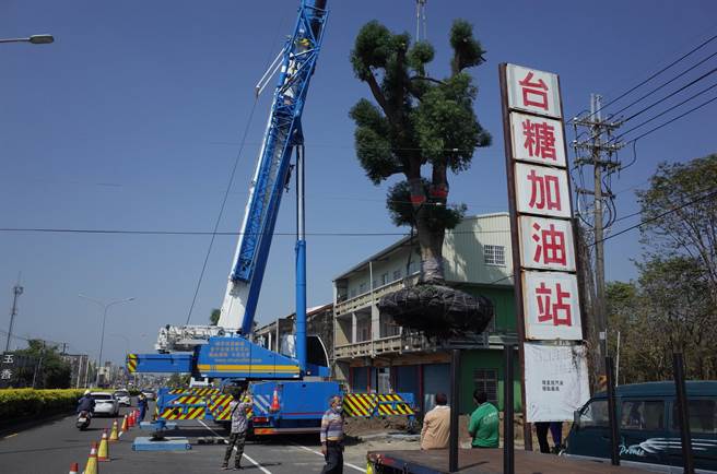 位于高雄市湖内区台1线旁的大樟树9日在重机具吊挂下，吊离原本生长、即将拓宽施工的区域。（林瑞益摄）
