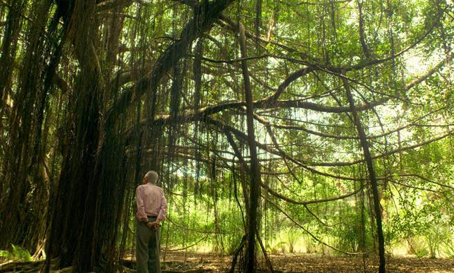 常枫遗作《月亮 树》的最后镜头，既坚毅又美丽。（取自脸书）