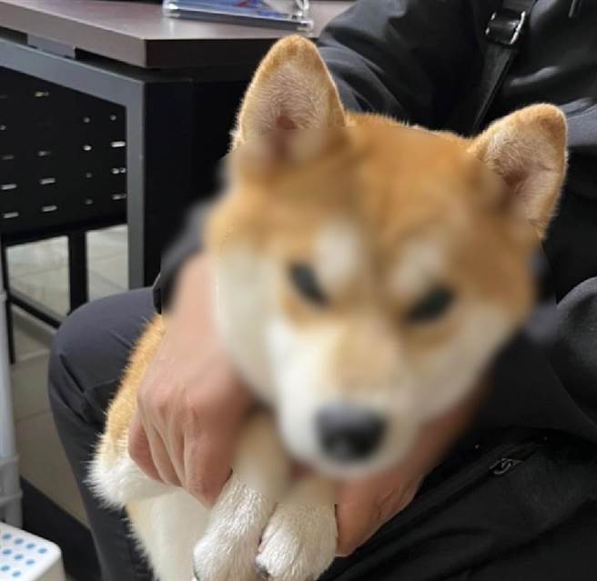 柴犬失控在大年初五咬伤亲友手臂。（图／警方提供）