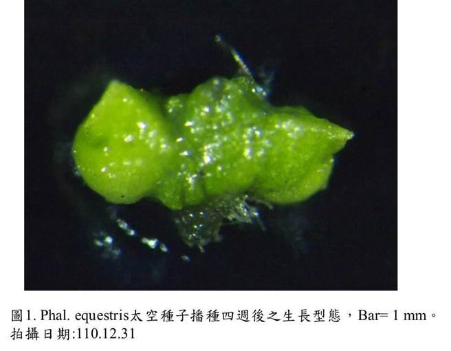 佳冬高農在「與太空旅行種子相遇」競賽奪冠，成功將旅行外太空7個月的姬蝴蝶蘭種子培育發芽後，大家驚豔發現農業學校發展太空生物學的潛能。（佳農提供／謝佳潾屏東傳真）