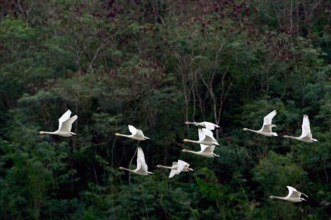 千里迷航的10隻小天鵝家族，在台東已經待了2個多月。（莊哲權攝）