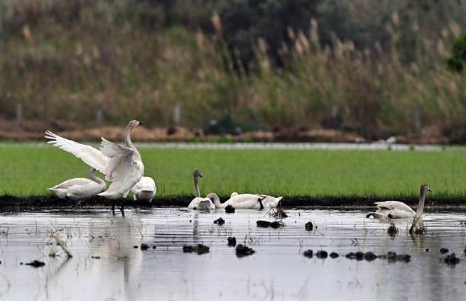 小天鵝家族喜歡覓食的這塊水田，農民撐到過年後才整地插秧。（莊哲權攝）