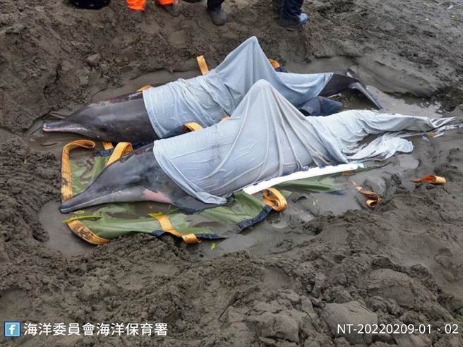 海洋委员会海洋保育署人员为两只糙齿海豚保溼。（海保署提供／林瑞益高雄传真）