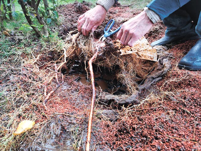 宝锐的植物生长座，可以协助客户屋顶覆土深度降为原来规定的60％，克服现行法规问题。图／林宜蓁