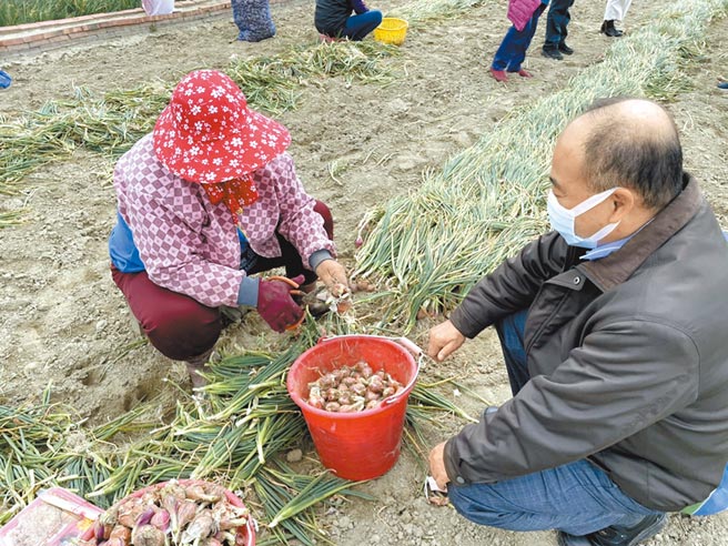 红葱头价格崩跌，台南市政府农业局副局长陈仲杰（右）前往产地关心产销情形。（台南市政府农业局提供／洪荣志台南传真）