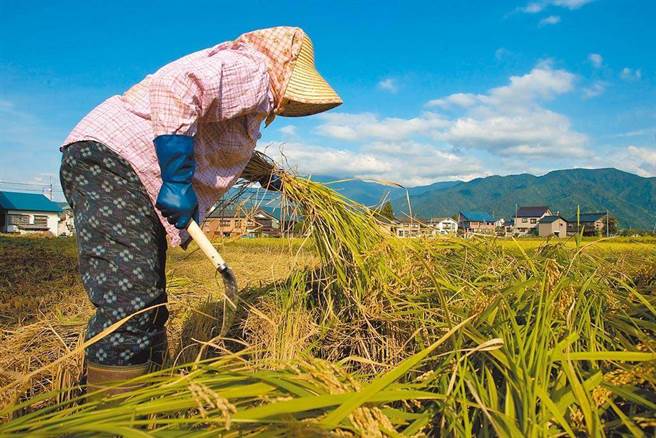 日本福岛5县食品解禁，食药署5点回应。图为新舄越光米。（本报资料照片）
