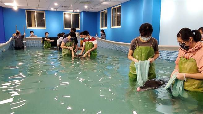 新北八里昨天有3隻海豚擱淺，經獸醫師檢查確認為2母、1公，其中1隻初期懷孕。（基隆市政府提供／陳彩玲基隆傳真）