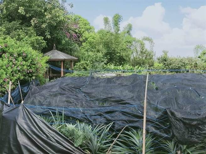 南投松柏嶺山區聚集許多台灣獼猴，加上時常有民眾餵養造成獼猴數量增加，還不怕人，農民陳政雄在天受宮前種植一分地鳳梨，近日遭獼猴強摘400顆欲哭無淚，只能蓋上黑網，希望這樣能減少損失。（陳政雄提供／吳建輝南投傳真）