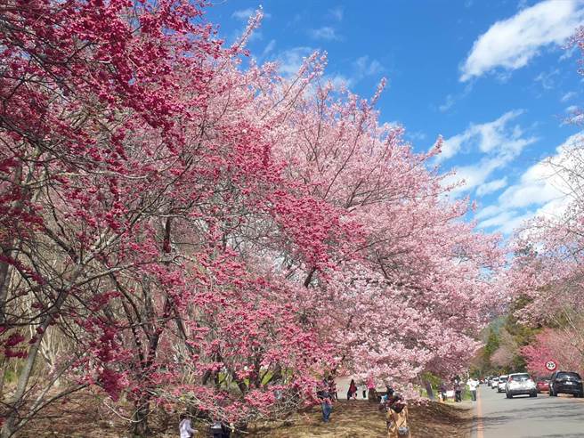 武陵农场樱花怒放，山林一片粉嫩，非常壮观。（武陵农场提供／王文吉台中传真）