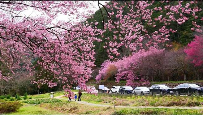 游客赶在武陵樱花季管制前上山赏樱，场内人车涌现。（武陵农场提供／王文吉台中传真）