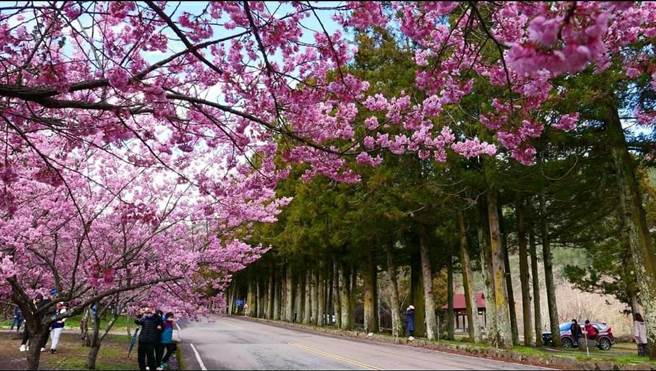 游客赶在武陵樱花季管制前上山赏樱，场内人车涌现。（武陵农场提供／王文吉台中传真）