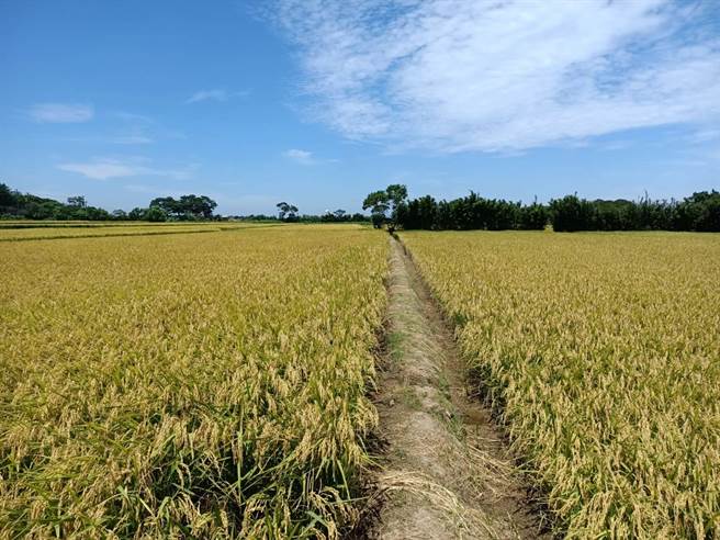 桃园农业人口数约19.8万人，农耕土地面积有3万余公顷，是北部重要农业生产基地。（桃园市农业局提供／陈梦茹桃园传真）