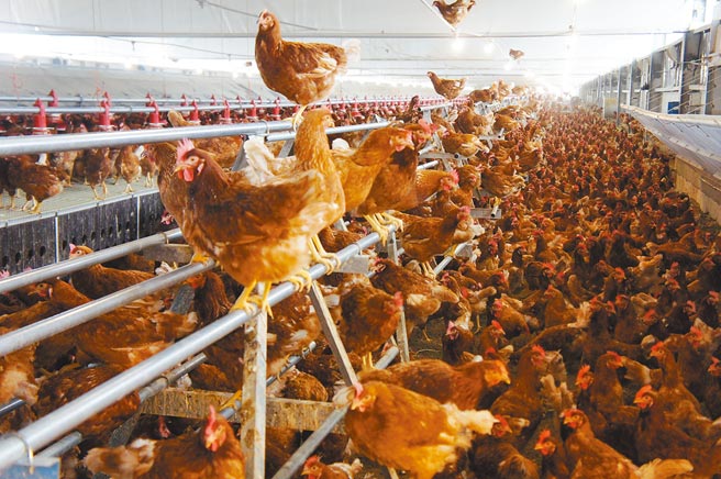 國內蛋荒未解，一天缺口達150至200萬顆，農委會提出休產老母雞投入生產的構想。圖為一家優良蛋雞場。（本報資料照片）