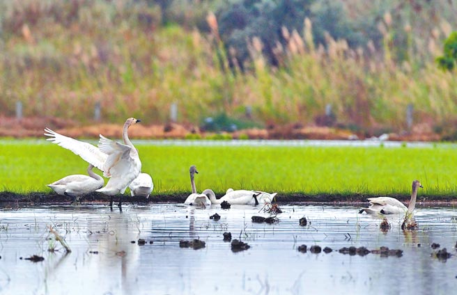 台东小天鹅家族喜欢觅食的这块水田，农民撑到过年后才整地插秧。（庄哲权摄）