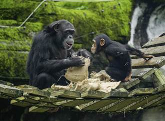 北市動物園趕製小福袋迎元宵 黑猩猩「琪靚」緊盯媽媽開箱
