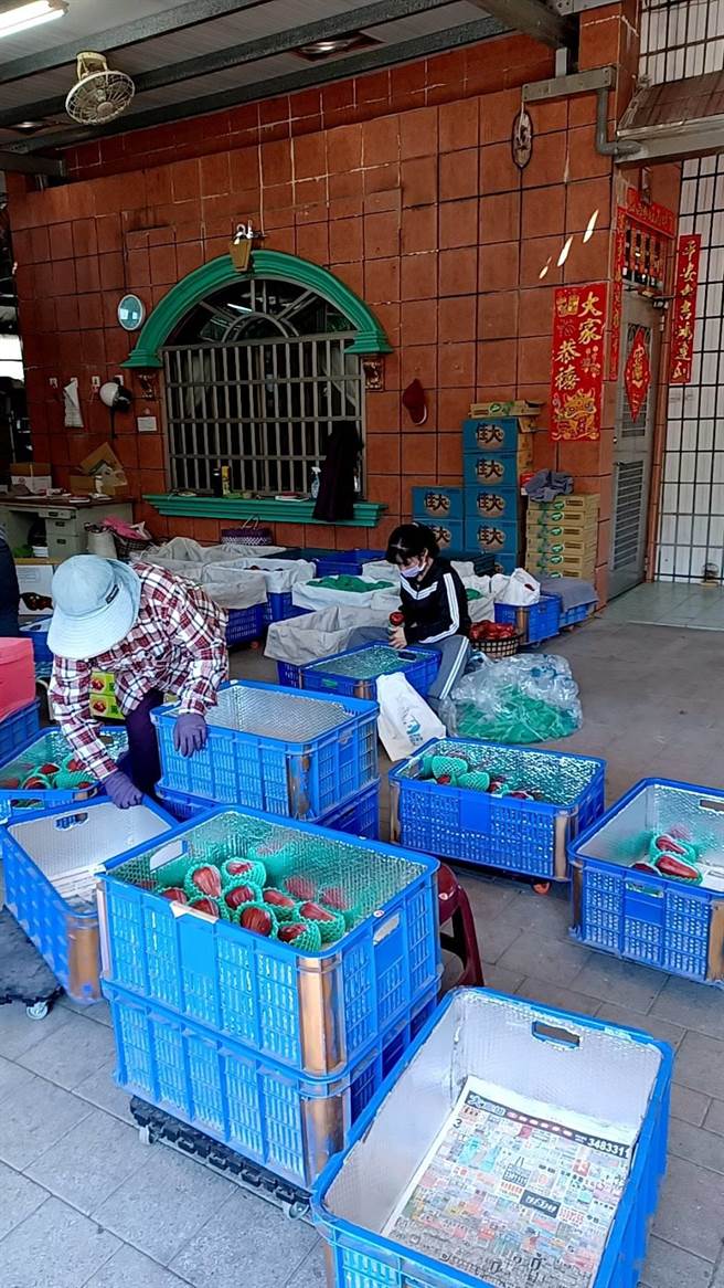 六龟农友积极整理出货的黑糖芭比莲雾。（林雅惠摄）