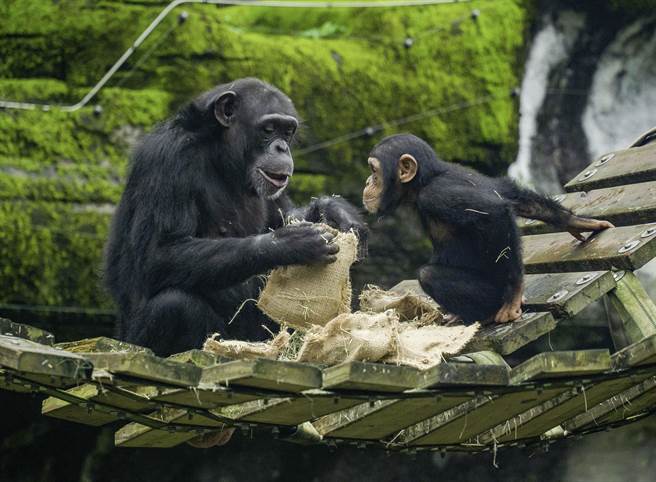 今年2歲的「琪靚(母)」還沒有經驗、力氣不夠，只能一直跟在媽媽「娃琪」旁邊，兩隻眼盯著媽媽。（台北市立動物園提供／楊亞璇台北傳真）