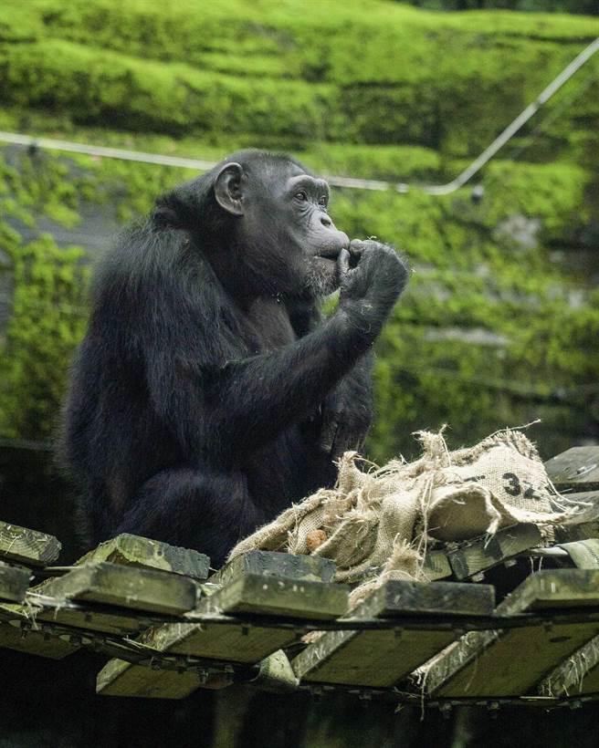 保育員特別為黑猩猩們獻上40個「新春小福袋」，這也是牠們行為豐富化的玩具喔。（台北市立動物園提供／楊亞璇台北傳真）