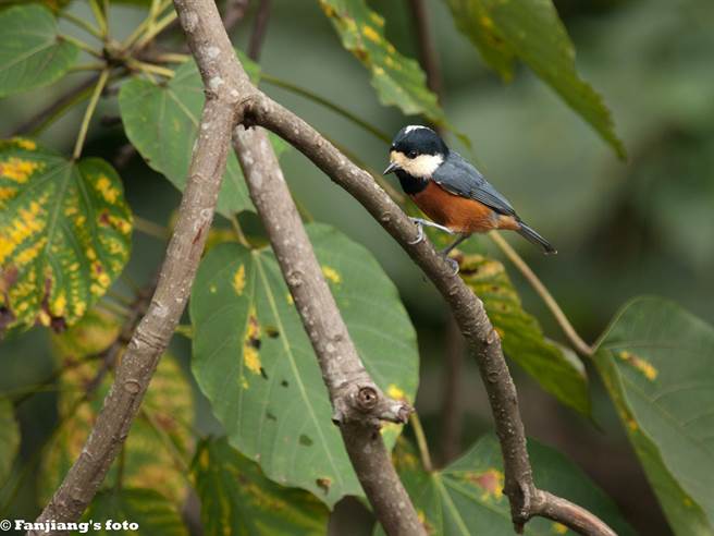 赤腹山雀为台湾特有亚种鸟类，是八仙山国家森林游乐区的主角。（东势林管处提供／王文吉台中传真）