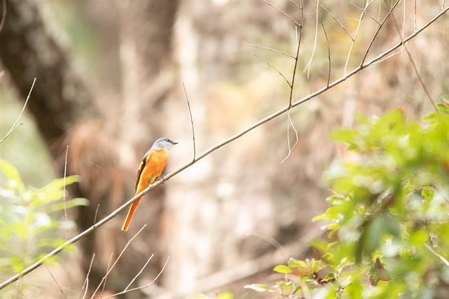灰喉山椒雄鸟的腹部呈鲜橙色，鸣叫声也很有特色。（东势林管处提供／王文吉台中传真）