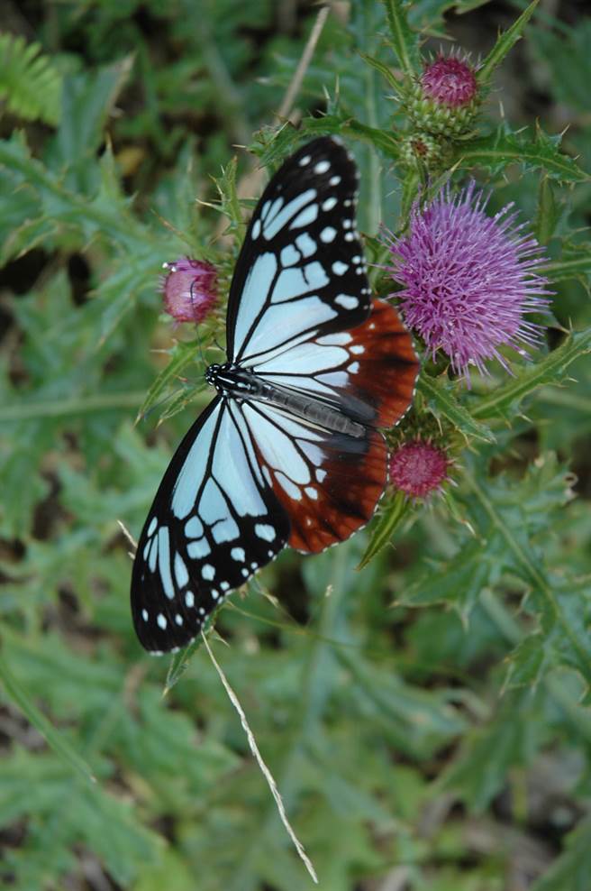 夏日各種蝶類紛紛飛舞，像是蛺蝶類的青斑蝶，是陽明山5 月最常見的嬌客。（圖／台北市公園路燈工程管理處）