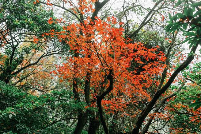楓香、青楓等植物在秋天換上鮮豔外衣，為山林點綴繽紛色彩。（攝影／林后駿）