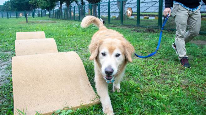 狗公園設置了狗狗專屬的遊憩設施，讓狗狗能盡情而安全地在園區內玩耍。（圖／台北市動物保護處）