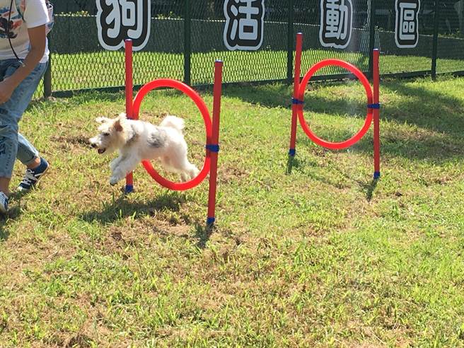 狗公園設置了狗狗專屬的遊憩設施，讓狗狗能盡情而安全地在園區內玩耍。（圖／台北市動物保護處） (2)