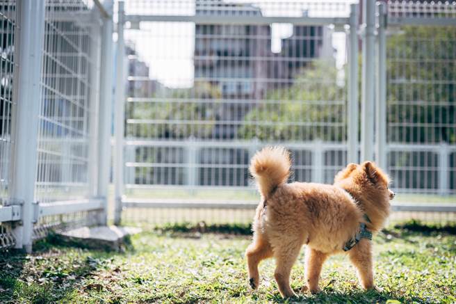 狗運動公園與狗活動區設有堅固圍籬，讓狗狗可以在裡面安心活動。（攝影／林軒朗）