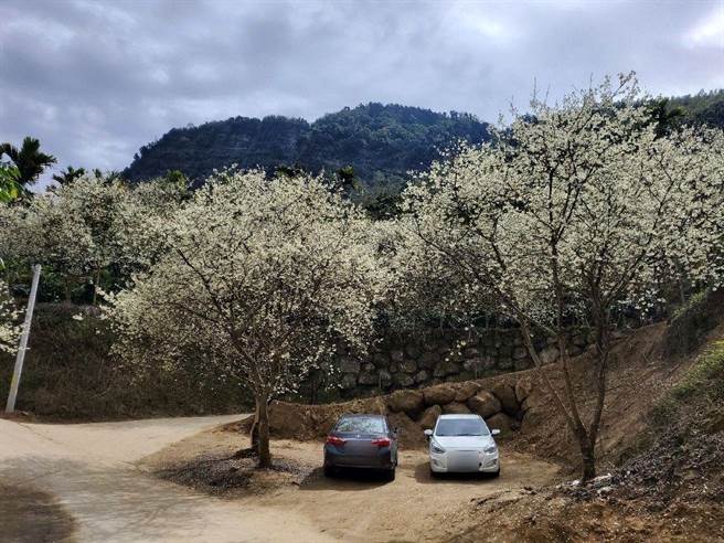 古坑乡草岭村青山坪的樱花目前盛放中。（周丽兰摄）