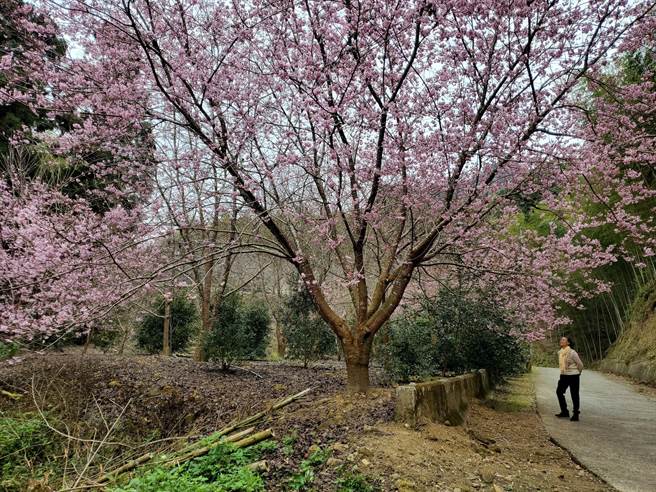 草岭村石壁部落的樱花有些区段仍稀疏，开车游赏比较方便。（周丽兰摄）