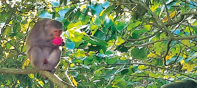 猕猴坐在树上拿着刚抢来的塑胶碗装的发粿，安然自若地享受。（陈政雄提供／吴建辉南投传真）