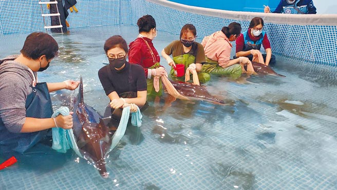 新北市八里有3隻海豚擱淺，目前健康狀況還不錯。（基隆市政府提供／陳彩玲基隆傳真）