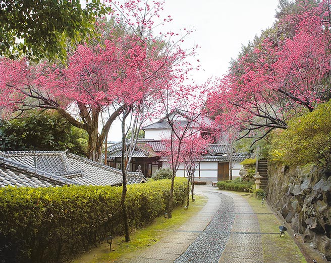 北投文物馆樱花馆景。（北投亚太饭店提供）